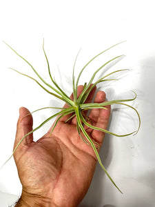 Tillandsia reichenbachii - Fragrant air plant