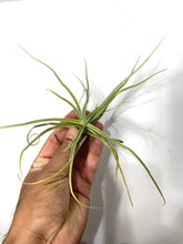 Load image into Gallery viewer, Tillandsia reichenbachii - Fragrant air plant
