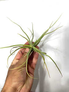 Tillandsia reichenbachii - Fragrant air plant