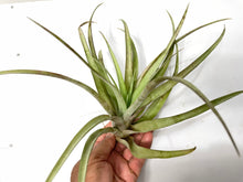 Load image into Gallery viewer, Tillandsia capitata Yellow &#39;Air Plant&#39;
