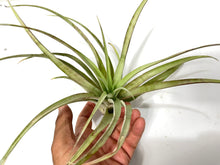 Load image into Gallery viewer, Tillandsia capitata Yellow &#39;Air Plant&#39;
