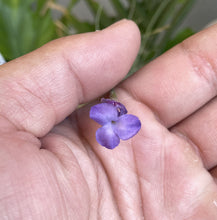 Load image into Gallery viewer, Air Plant, Bromeliad Tillandsia mallemontii- Fragrant  x 1
