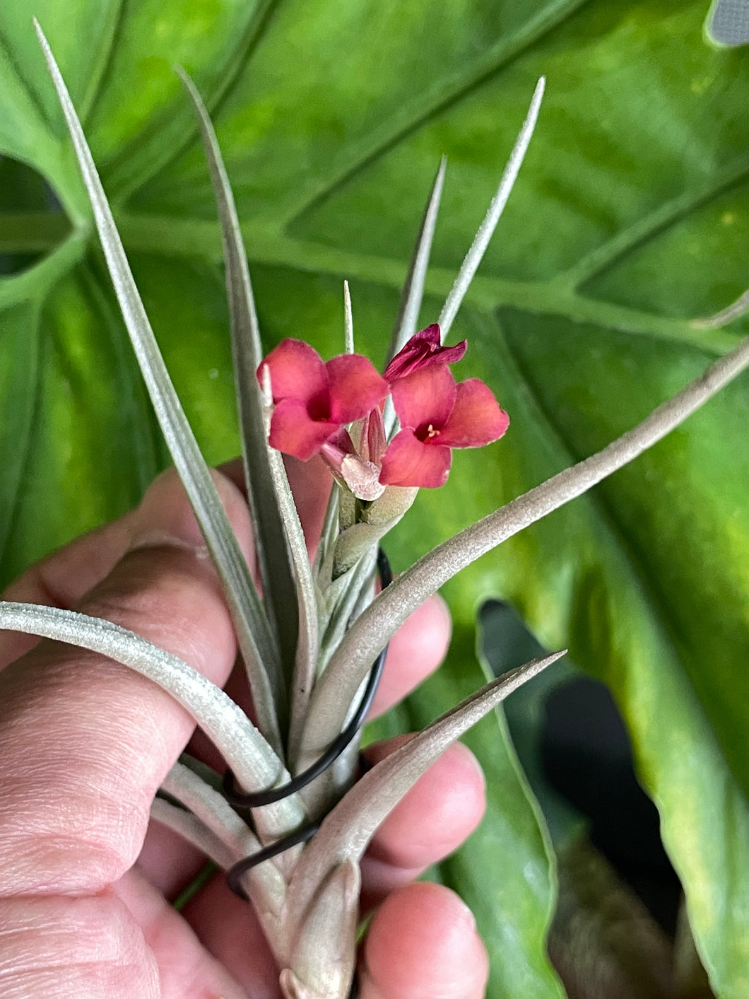 Air Plant, Bromeliad Tillandsia Mystic Trumpet Enigma x 1