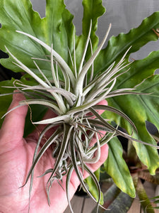 Air Plant, Bromeliad Tillandsia Leon Clump