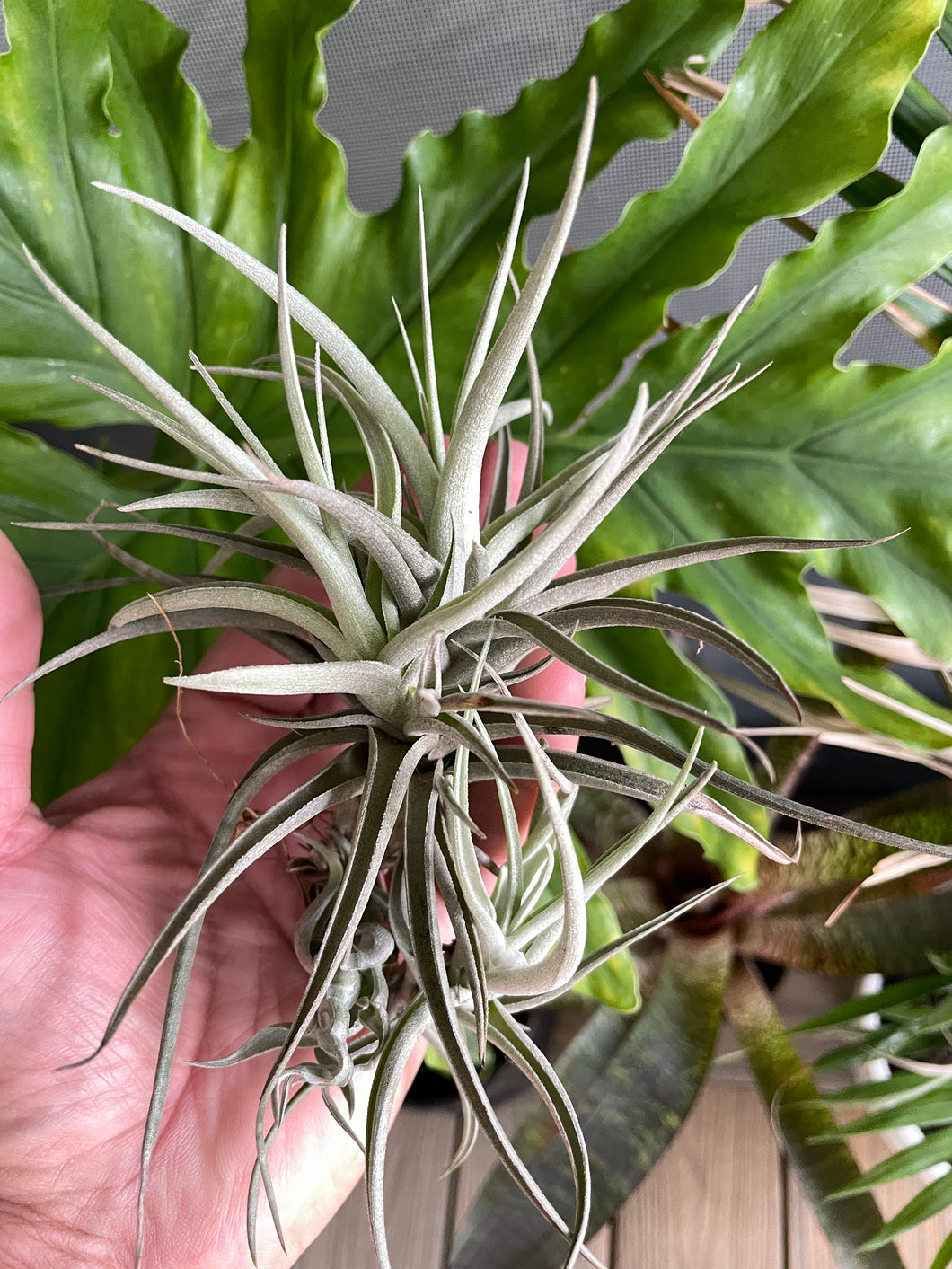 Air Plant, Bromeliad Tillandsia Leon Clump