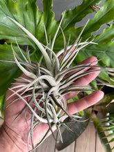 Load image into Gallery viewer, Air Plant, Bromeliad Tillandsia Leon Clump
