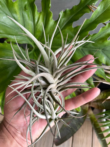 Air Plant, Bromeliad Tillandsia Leon Clump