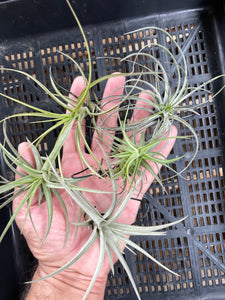 Air Plant, Bromeliad Tillandsia Collection of 5 plants (Starter Pack) x 1