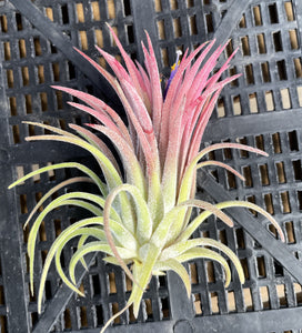 Air Plant, Bromeliad Tillandsia ionantha 'Curly Leaf'