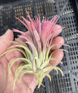 Air Plant, Bromeliad Tillandsia ionantha 'Curly Leaf'