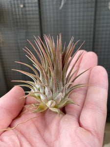 Tillandsia ionantha var stricta 'Rosita' air plant