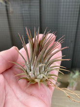 Load image into Gallery viewer, Tillandsia ionantha var stricta &#39;Rosita&#39; air plant
