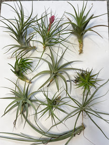 Air Plant, Bromeliad Tillandsia Collection of 10 plants