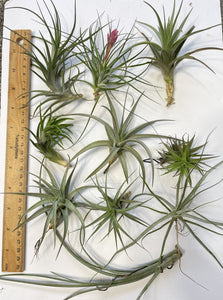 Air Plant, Bromeliad Tillandsia Collection of 10 plants