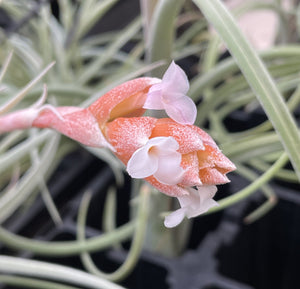 Air Plant, Bromeliad Tillandsia recurvifolia var subsecundifolia