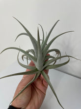 Load image into Gallery viewer, Air Plant, Bromeliad Tillandsia recurvifolia var subsecundifolia
