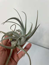 Load image into Gallery viewer, Air Plant, Bromeliad Tillandsia recurvifolia var subsecundifolia
