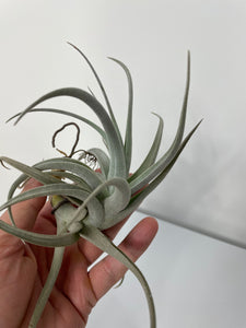 Air Plant, Bromeliad Tillandsia recurvifolia var subsecundifolia