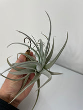 Load image into Gallery viewer, Air Plant, Bromeliad Tillandsia recurvifolia var subsecundifolia
