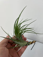 Load image into Gallery viewer, Air Plant, Bromeliad Tillandsia tenuifolia &#39;Large Form&#39;
