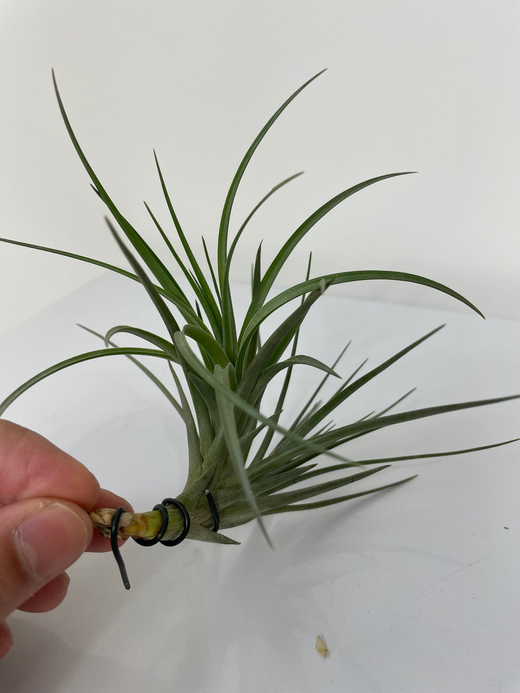 Air Plant, Bromeliad Tillandsia tenuifolia 'Large Form'