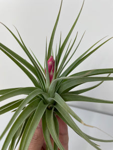 Air Plant, Bromeliad Tillandsia recurvifolia