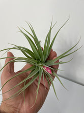 Load image into Gallery viewer, Air Plant, Bromeliad Tillandsia recurvifolia
