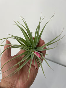 Air Plant, Bromeliad Tillandsia recurvifolia