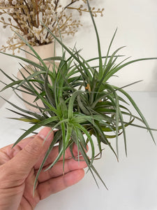 Air Plant, Bromeliad Tillandsia aeranthos Clump of 5 plants