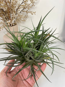 Air Plant, Bromeliad Tillandsia aeranthos Clump of 5 plants