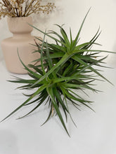 Load image into Gallery viewer, Air Plant, Bromeliad Tillandsia aeranthos Clump of 5 plants
