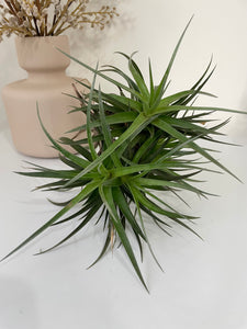 Air Plant, Bromeliad Tillandsia aeranthos Clump of 5 plants