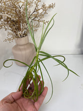 Load image into Gallery viewer, Bromeliad Tillandsia duratii &#39;Air Plant&#39; 29cm tall
