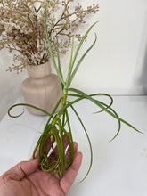 Load image into Gallery viewer, Bromeliad Tillandsia duratii &#39;Air Plant&#39; 29cm tall
