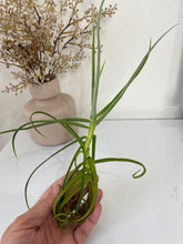 Load image into Gallery viewer, Bromeliad Tillandsia duratii &#39;Air Plant&#39; 29cm tall
