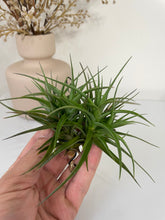 Load image into Gallery viewer, Air Plant, Bromeliad Tillandsia bergeri Clump of 4 plants
