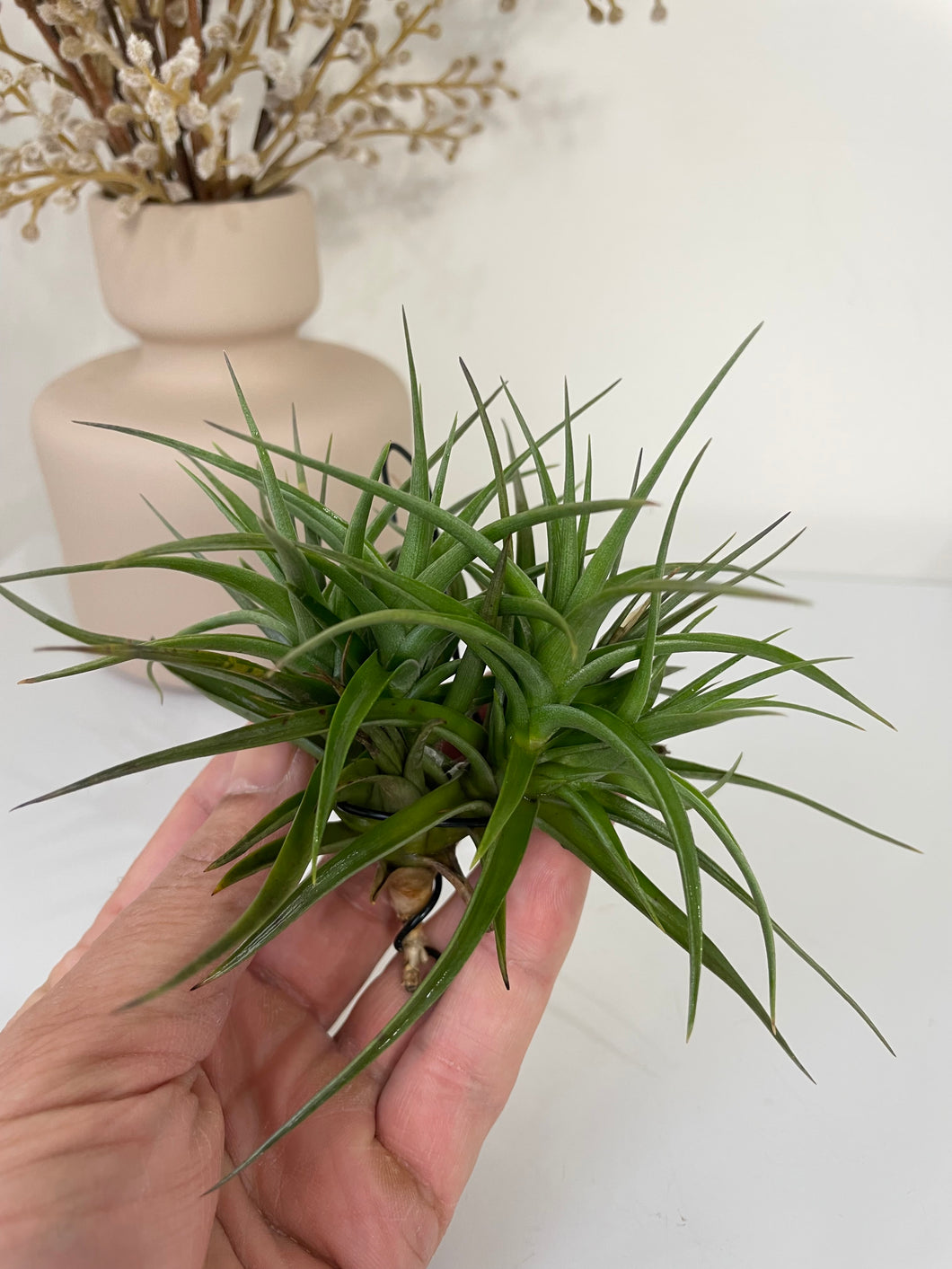 Air Plant, Bromeliad Tillandsia bergeri Clump of 4 plants