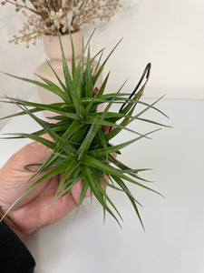 Air Plant, Bromeliad Tillandsia bergeri Clump of 4 plants