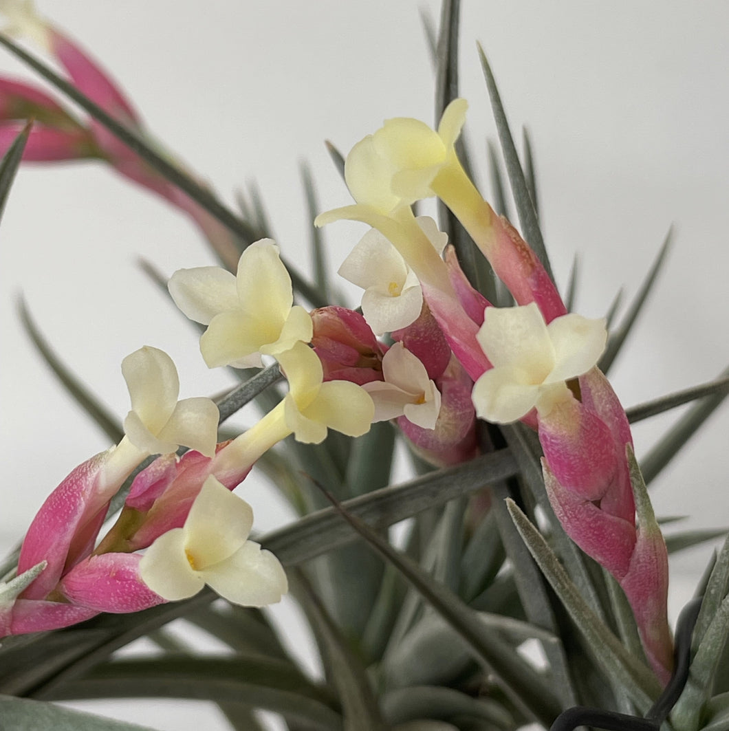 Air Plant, Bromeliad Tillandsia jucunda x 1