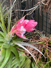 Load image into Gallery viewer, Air Plant, Bromeliad Tillandsia recurvifolia
