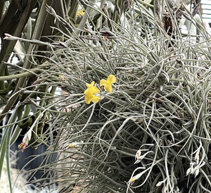 Air Plant, Bromeliad Tillandsia crocata x 1