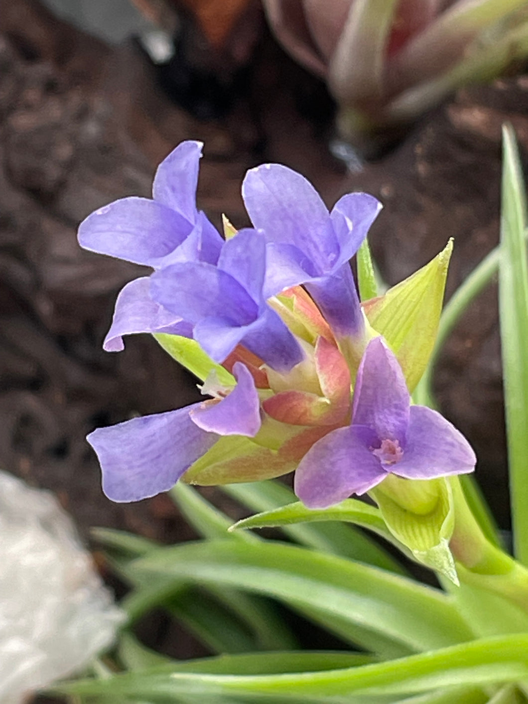 Air Plant, Bromeliad Tillandsia neglecta x 1