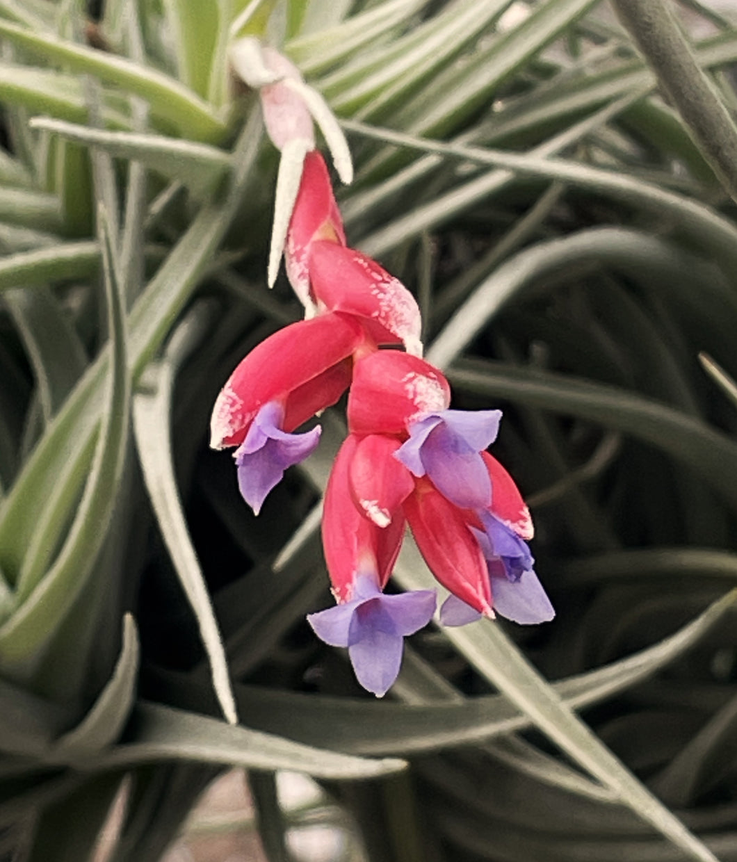 Air Plant, Bromeliad Tillandsia Leon x 1