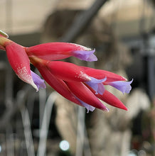 Load image into Gallery viewer, Air Plant, Bromeliad Tillandsia Leon x 1
