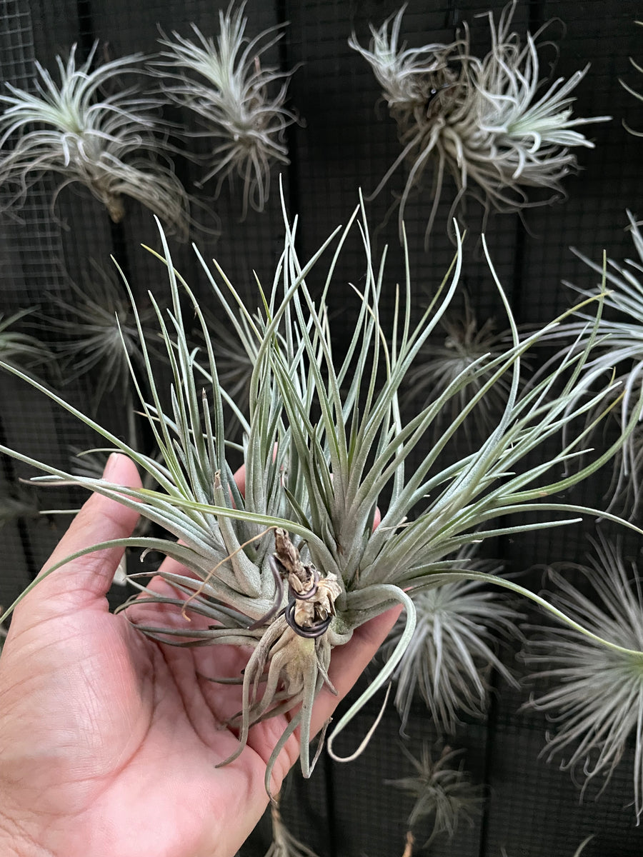 Air Plant, Bromeliad Tillandsia Mystic Albert Clump – Crystal King ...