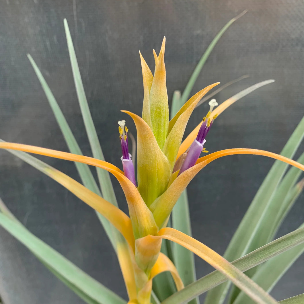 Tillandsia capitata Yellow 'Air Plant'