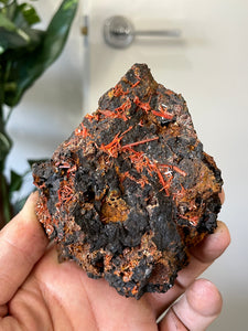 Crocoite Natural Cluster, Tasmania CR057