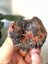 Load image into Gallery viewer, Crocoite Natural Cluster, Tasmania CR047
