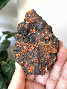 Crocoite Natural Cluster, Tasmania CR053