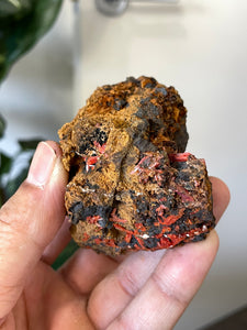 Crocoite Natural Cluster, Tasmania CR051